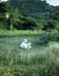 Sheep on Carriacou