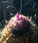 Cactus with Pink Fruits