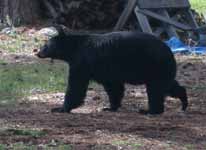 Lynde defending compost from bear