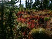 Ground Cover