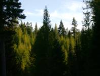 Larches