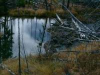 Beaver Dam