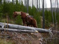 Downed Tree