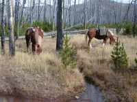 Poppie and Daiquiri, Lost Pony Creek