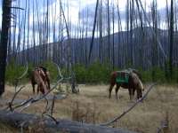 Poppie and Daiquiri, Lost Pony Creek