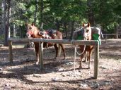 Poppie and Daiquiri at the Cabin