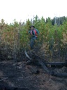 Dona walking on downed trees