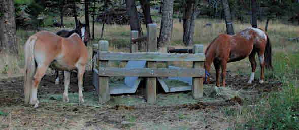 Horses at the Feed Trough