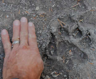 Wolf Track