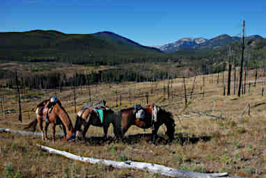 Horses above the North Fork of the Sun