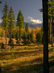 Swan Mts Meadow