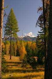 Swan Mts Meadow