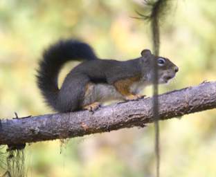 Red Squirrel