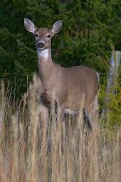 White-tailed Deer