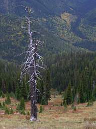 Avalanche Chute in Fall Colors