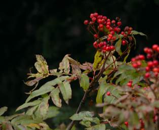 Mountain Ash