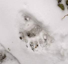 Black Bear Track