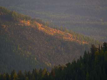 Larches in a Logging Cut