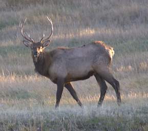 Elk