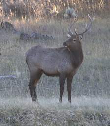 Elk