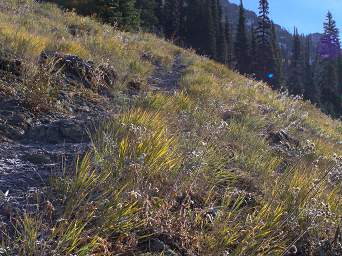 Frost on the trail