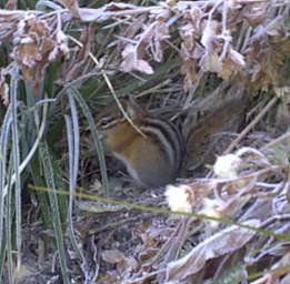 Chipmunk