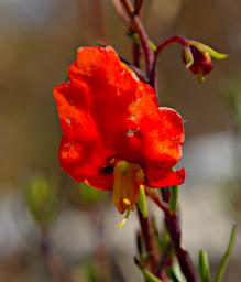 Huaraz LChurup Flower Xxx Orange P9200024