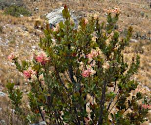 Huaraz LChurup Shrub Hummingbird Food P9200034