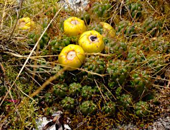 Huaraz LChurup Flower Cactus Xxx Yellow P9200043