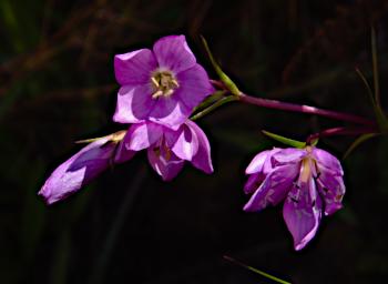 Huaraz LChurup Flower Xxx Purple P9200051