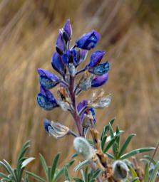 Huaraz LChurup Flower Lupine P9200054