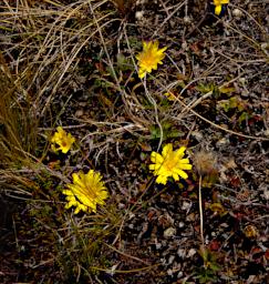 Huaraz LChurup Flower Xxx Yellow P9200055