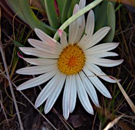 Huaraz LChurup Flower Xxx White Yellow P9200059