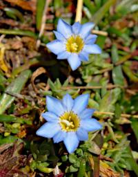 Huaraz LLlanganuco Flower XxxBlueYellow P9210195