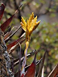 Huaraz LLlanganuco Flower XxxYellow P9210201