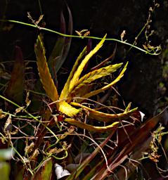 Huaraz LLlanganuco Flower XxxYellow P9210202