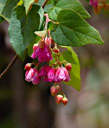 Huaraz LLlanganuco Flower XxxPink P9210204