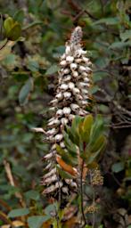 Huaraz LLlanganuco Flower XxxWhite P9210213