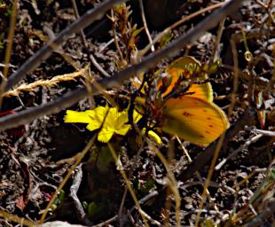 Huaraz Lazy Dog Inn Butterfly Xxx Orange P9220258