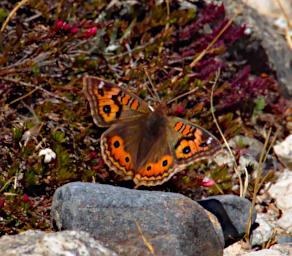 Huaraz Lazy Dog Inn Butterfly Xxx Brown Orange P9220264