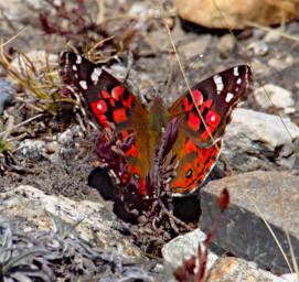 Huaraz Lazy Dog Inn Butterfly Xxx Brown Orange White P9220275