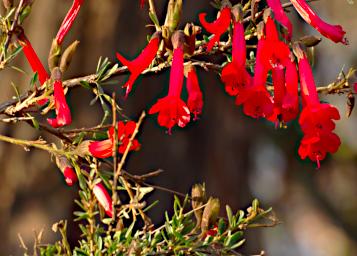 Huaraz Lazy Dog Inn Flower Xxx Red P9220285