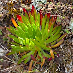 Huaraz QLlaca Plant Xxx P9240396