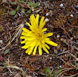 Huaraz QLlaca Flower XxxYellow P9240397