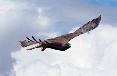 Huaraz QLlaca Bird VariableHawk P9240404