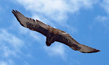Huaraz QLlaca Bird VariableHawk P9240406