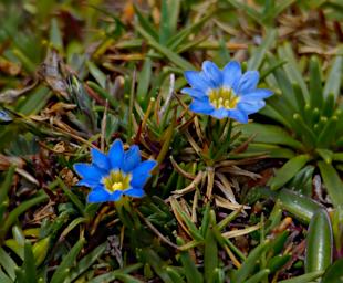 Huaraz QLlaca Flower XxxBlueYellow P9240412