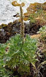 Huaraz QLlaca Flower Lupine P9240414