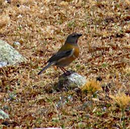 Huaraz QLlaca Bird Xxx P9240429
