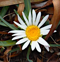 Huaraz QLlaca Flower XxxWhiteYellow P9240448